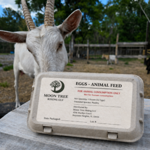 Goat looking at egg carton labeled “Animal Feed – Not for human consumption” on a farm table