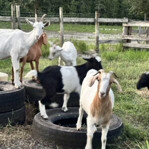 Goats standing and playing on stacked tractor tires inside a fenced pasture at Moon Tree Farm in Florida