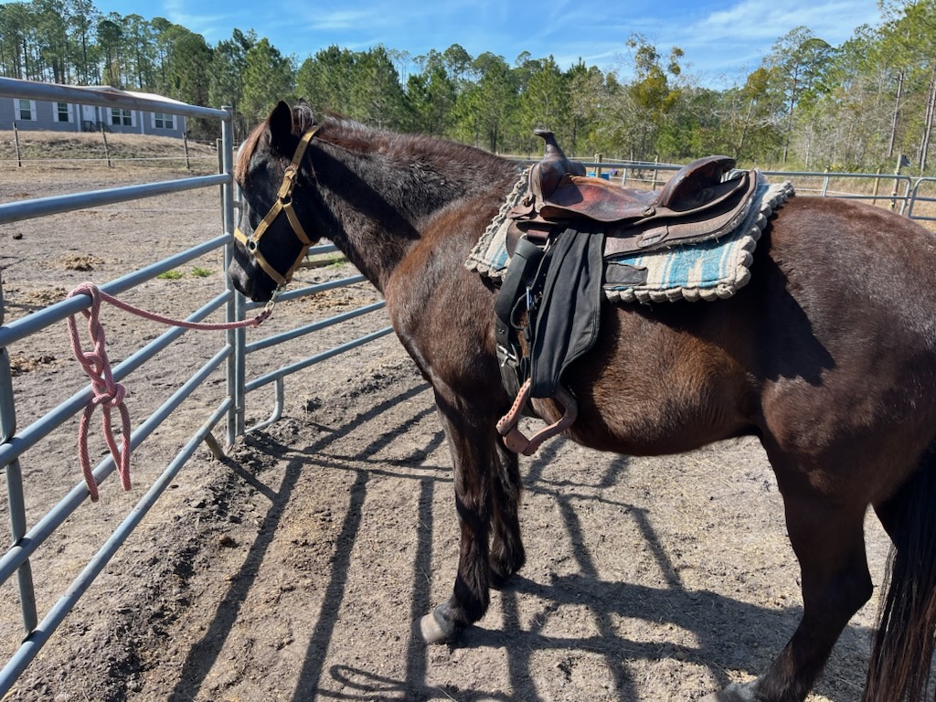 Horse boarding at Moon Tree Farm